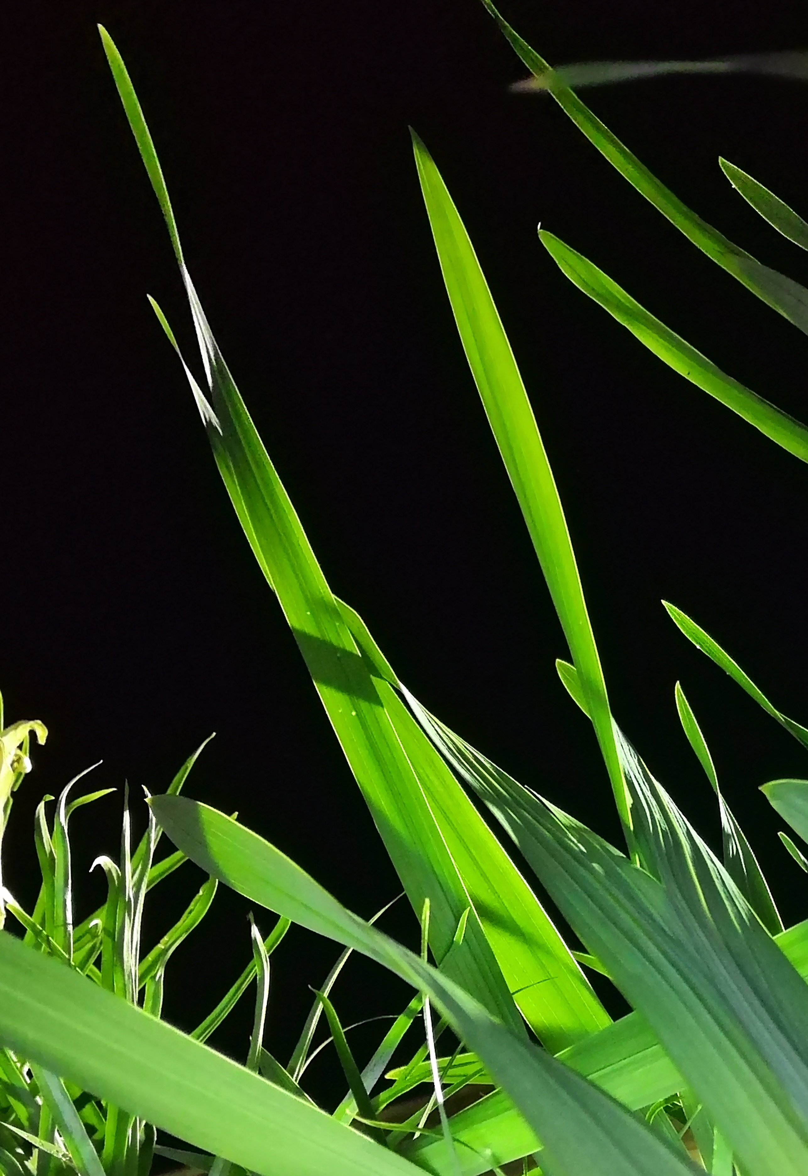 nightgarden10