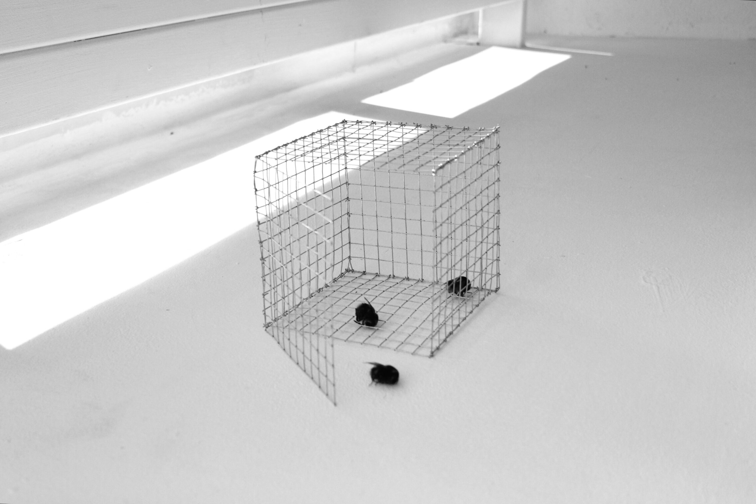 Evie Rich_Pest Control 1_LR